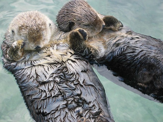 [800px-Sea_otters_holding_hands[4].jpg]